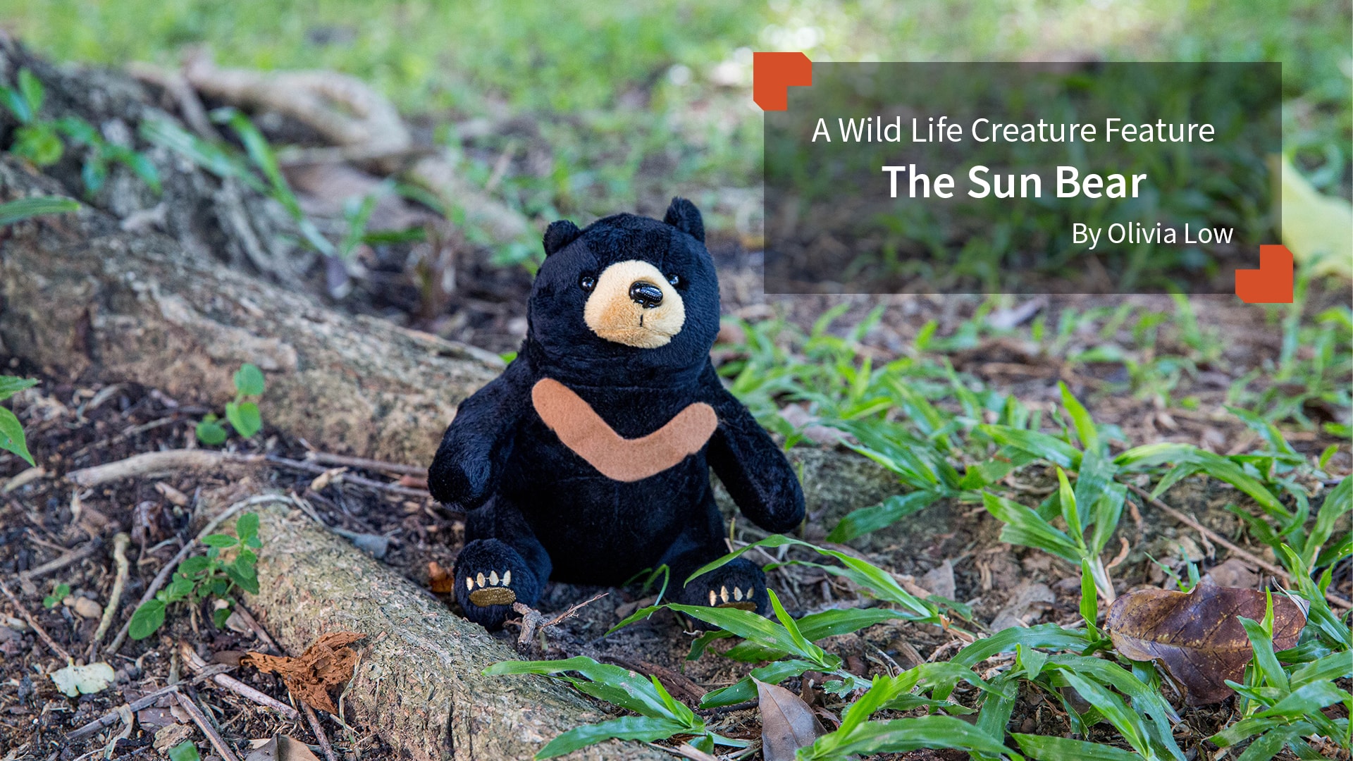 Bornean Sun Bear Conservation Centre A New Dawn for Sun Bears